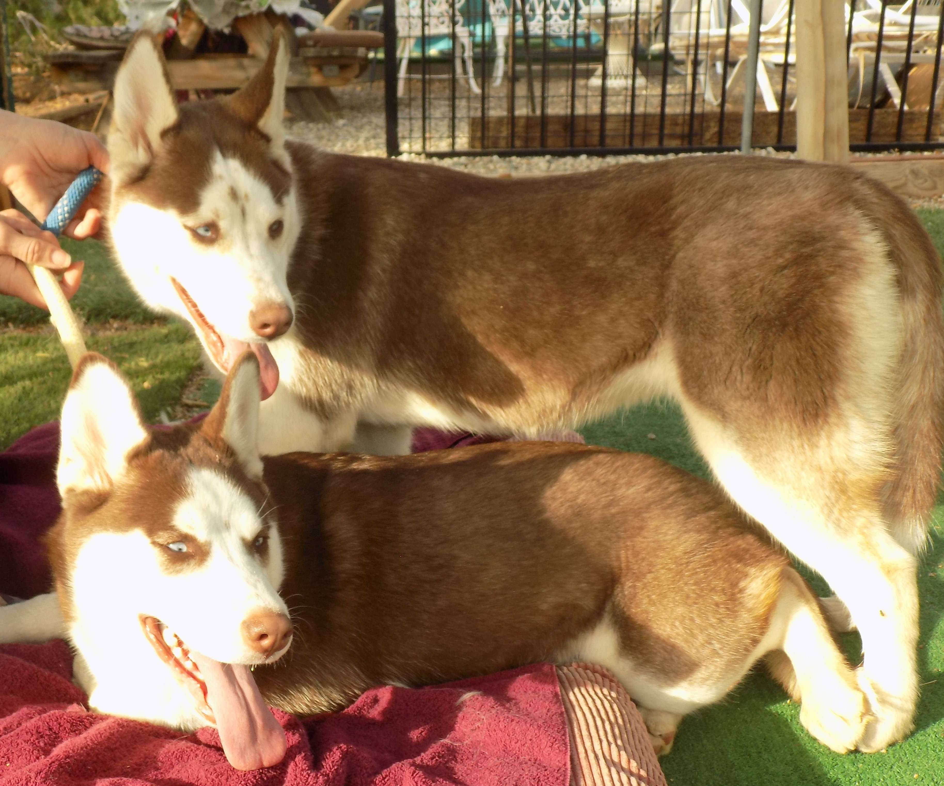 AMBER, an adoptable Siberian Husky in Valencia, CA, 91355 | Photo Image 1