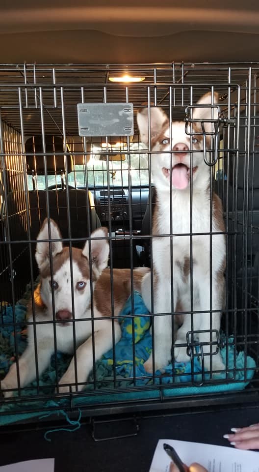 AMBER, a Adoptable Siberian Husky in Valencia, CA image 3/8