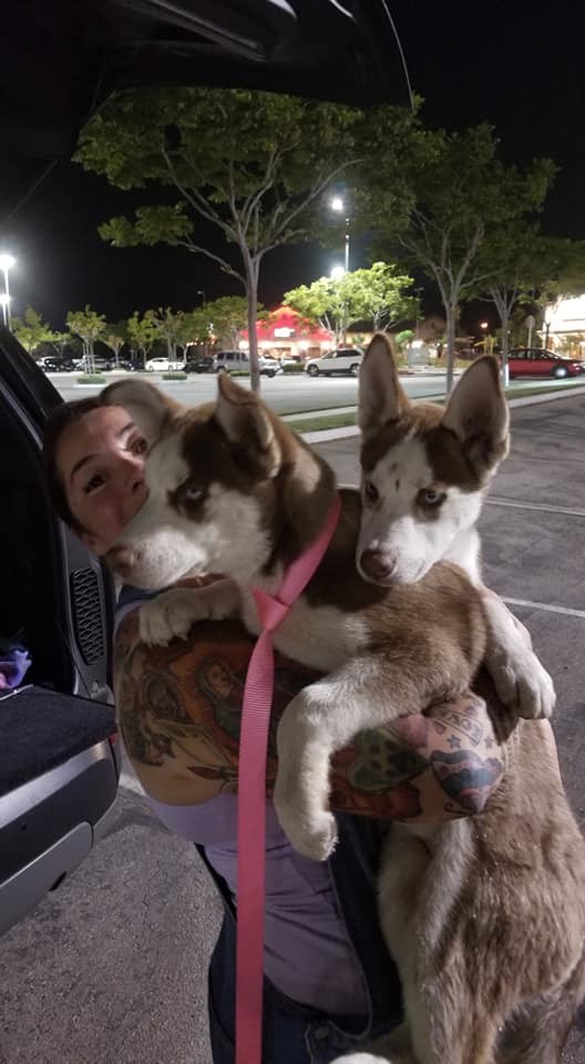 AMBER, a Adoptable Siberian Husky in Valencia, CA image 4/8