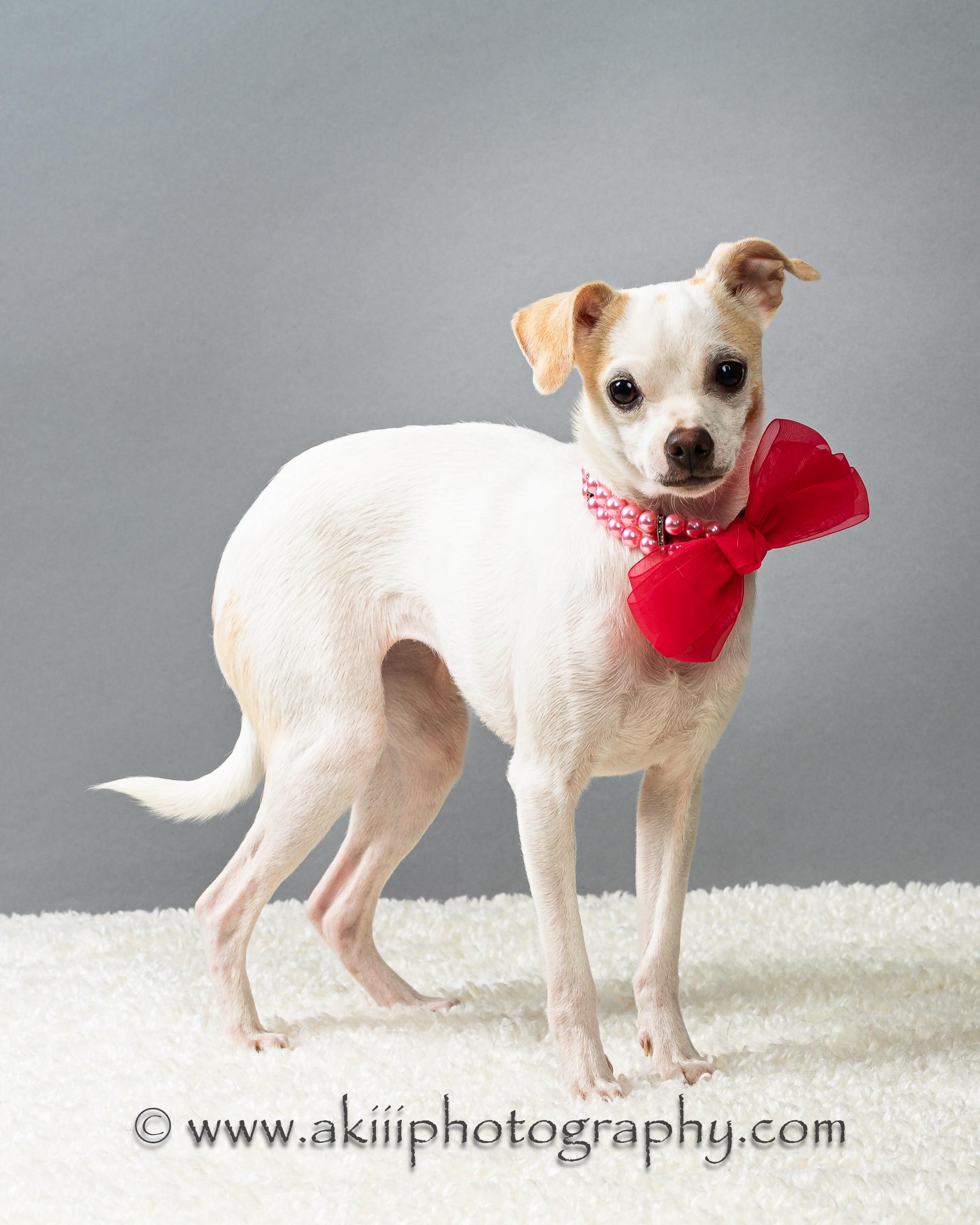 Ash - Puppy, a Adoptable Chihuahua in Plano, TX image 1/6