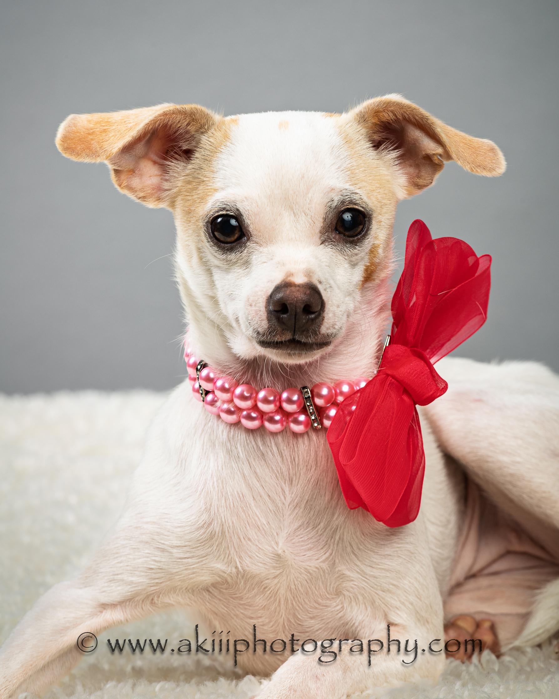 Ash - Puppy, a Adoptable Chihuahua in Plano, TX image 2/6
