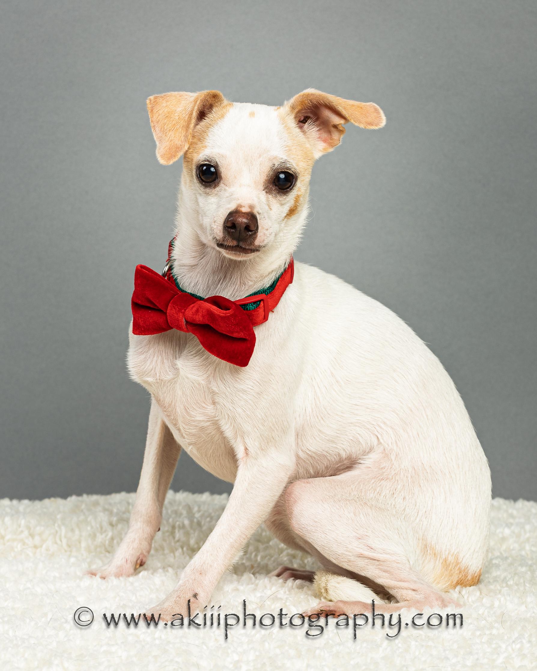 Ash - Puppy, a Adoptable Chihuahua in Plano, TX image 3/6