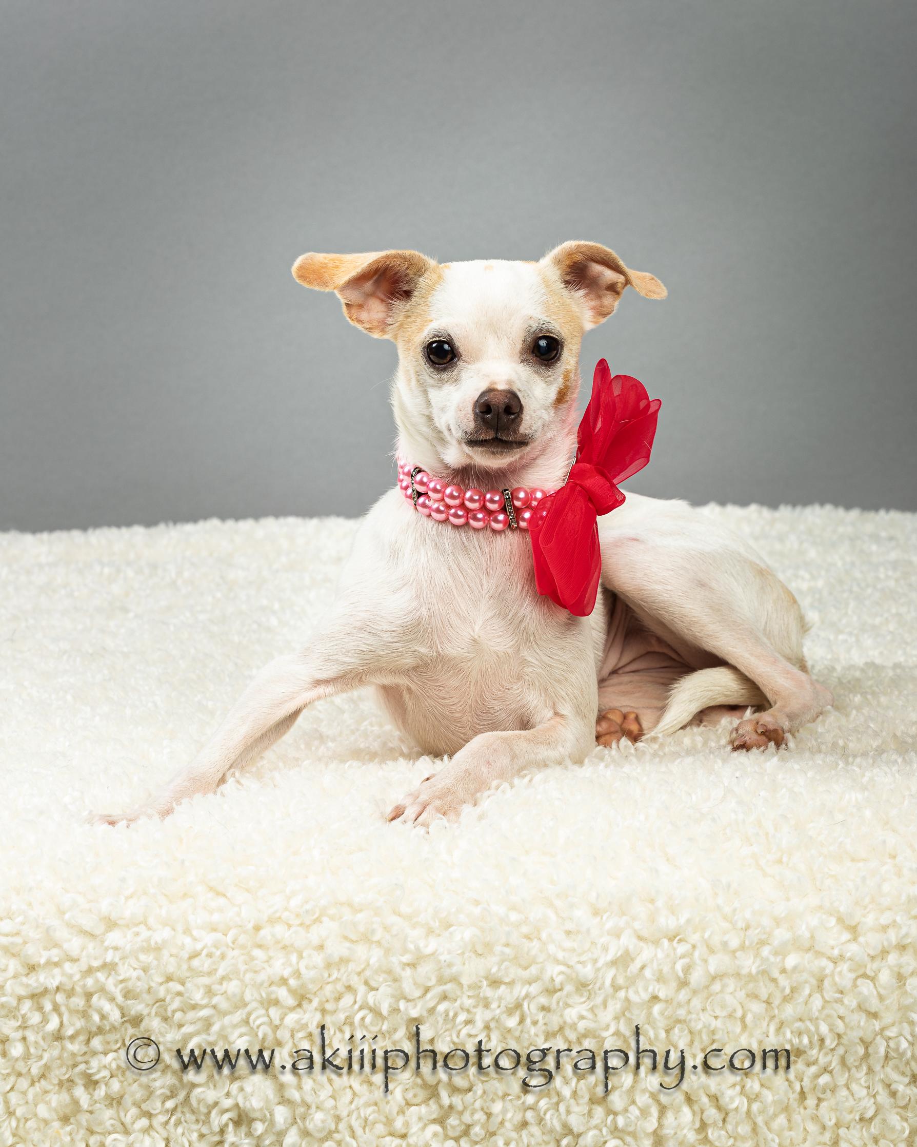 Ash - Puppy, a Adoptable Chihuahua in Plano, TX image 5/6