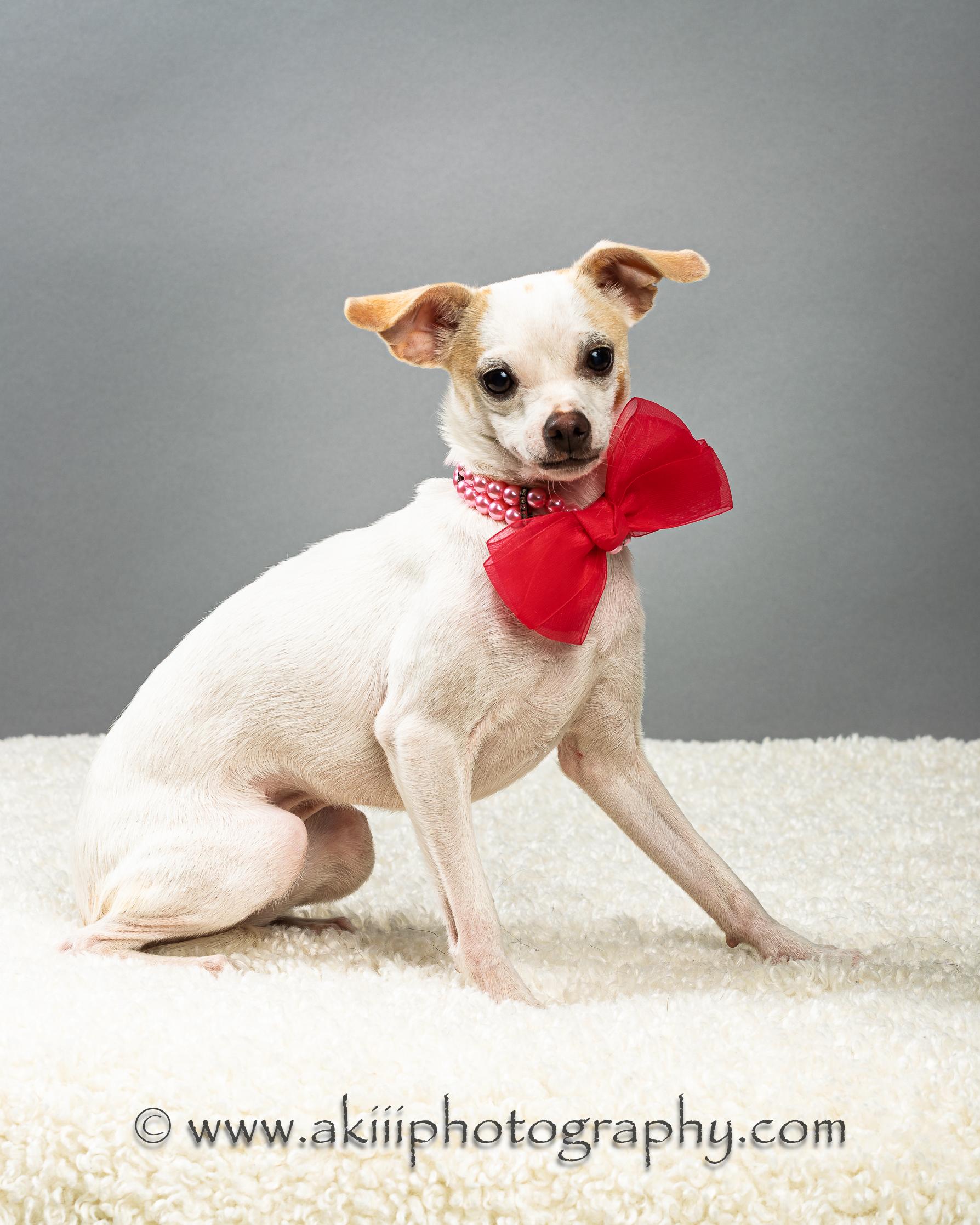 Ash - Puppy, a Adoptable Chihuahua in Plano, TX image 6/6