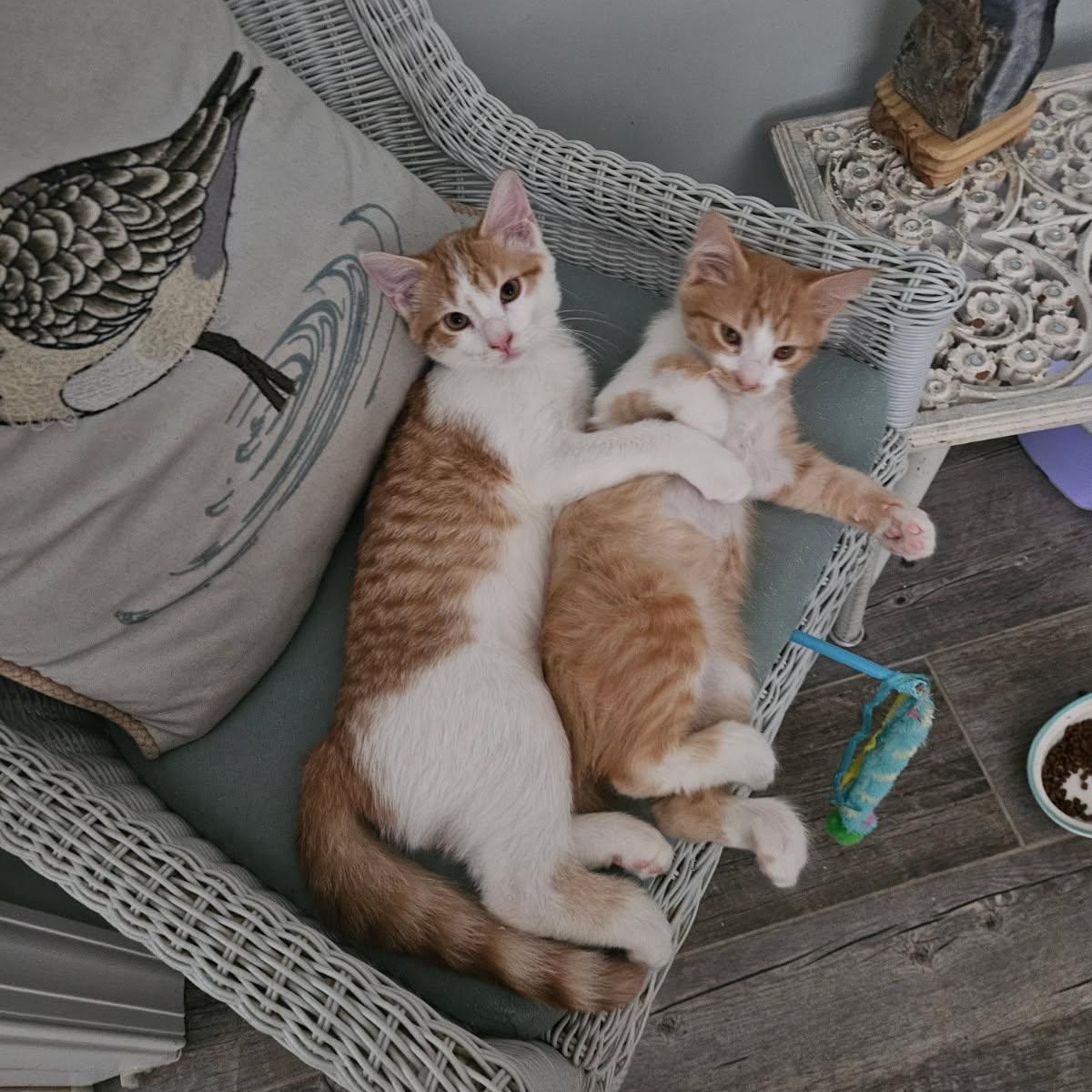 Enlarge Milo & Max, a Adoptable American Shorthair in Mount Pleasant, SC image 2/5