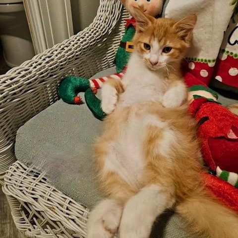 Enlarge Milo & Max, a Adoptable American Shorthair in Mount Pleasant, SC image 4/5