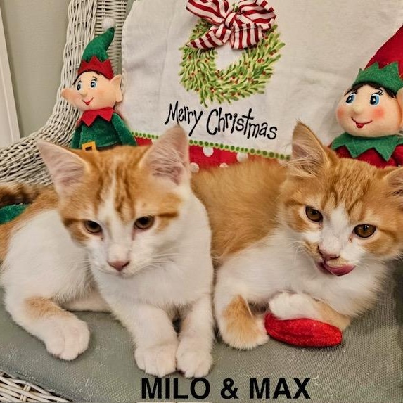 Enlarge Milo & Max, a Adoptable American Shorthair in Mount Pleasant, SC image 1/5