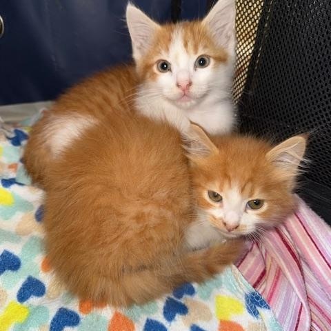 Enlarge Milo & Max, a Adoptable American Shorthair in Mount Pleasant, SC image 3/5