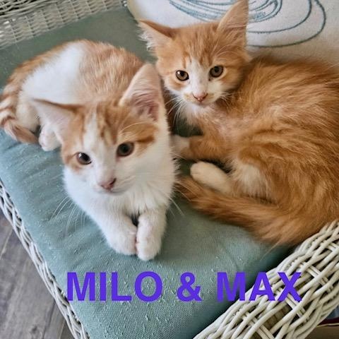 Enlarge Milo & Max, a Adoptable American Shorthair in Mount Pleasant, SC image 5/5