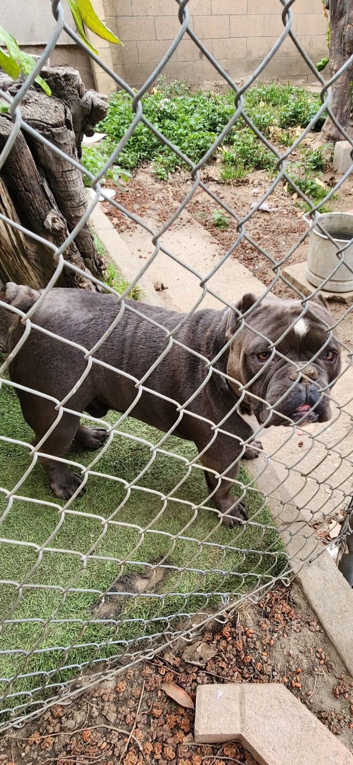 Sweet Chopper- Owner passed- Rescues or Adopters, a ADOPTABLE American Bully in Torrance, CA image 1/2