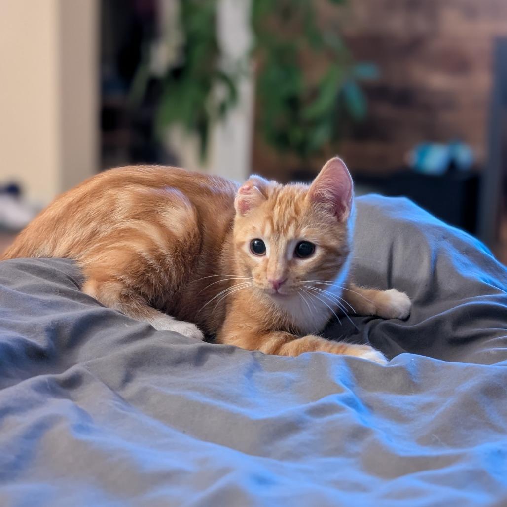 Enlarge Conrad, a Adoptable Domestic Short Hair in Boulder, CO image 1/5