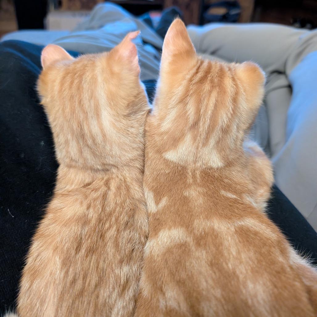 Enlarge Conrad, a Adoptable Domestic Short Hair in Boulder, CO image 2/5