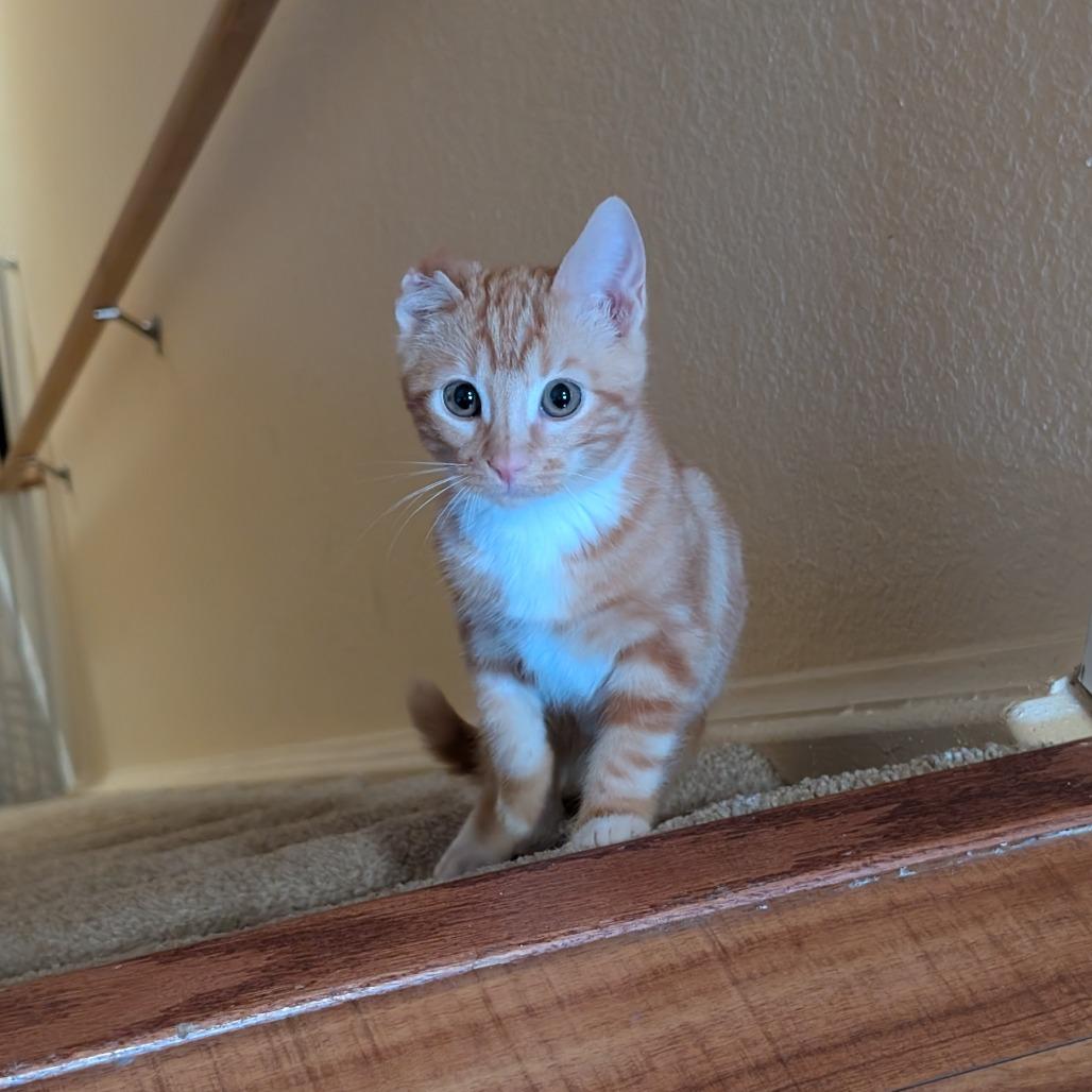 Enlarge Conrad, a Adoptable Domestic Short Hair in Boulder, CO image 3/5