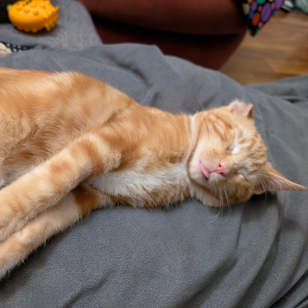 Enlarge Conrad, a Adoptable Domestic Short Hair in Boulder, CO image 4/5