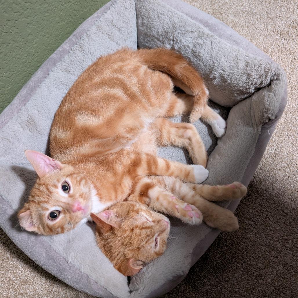 Enlarge Conrad, a Adoptable Domestic Short Hair in Boulder, CO image 5/5