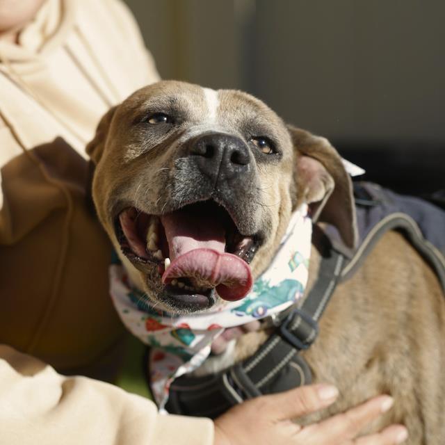 FRIDA, Adoptable, Adult Female American Staffordshire Terrier.