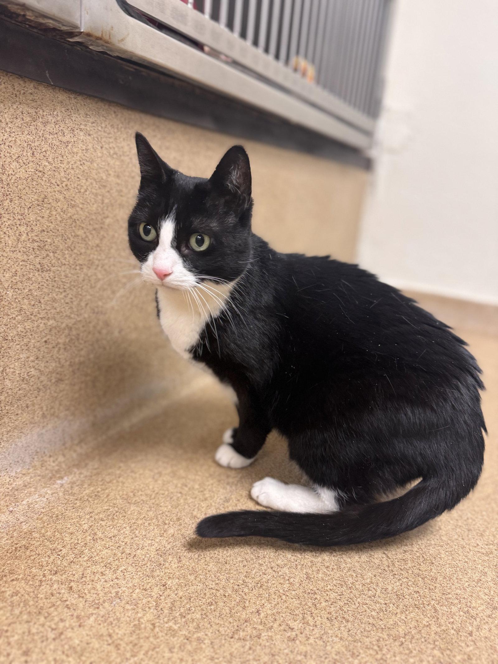 Lincoln, a Adoptable Domestic Short Hair in Brick, NJ image 1/2