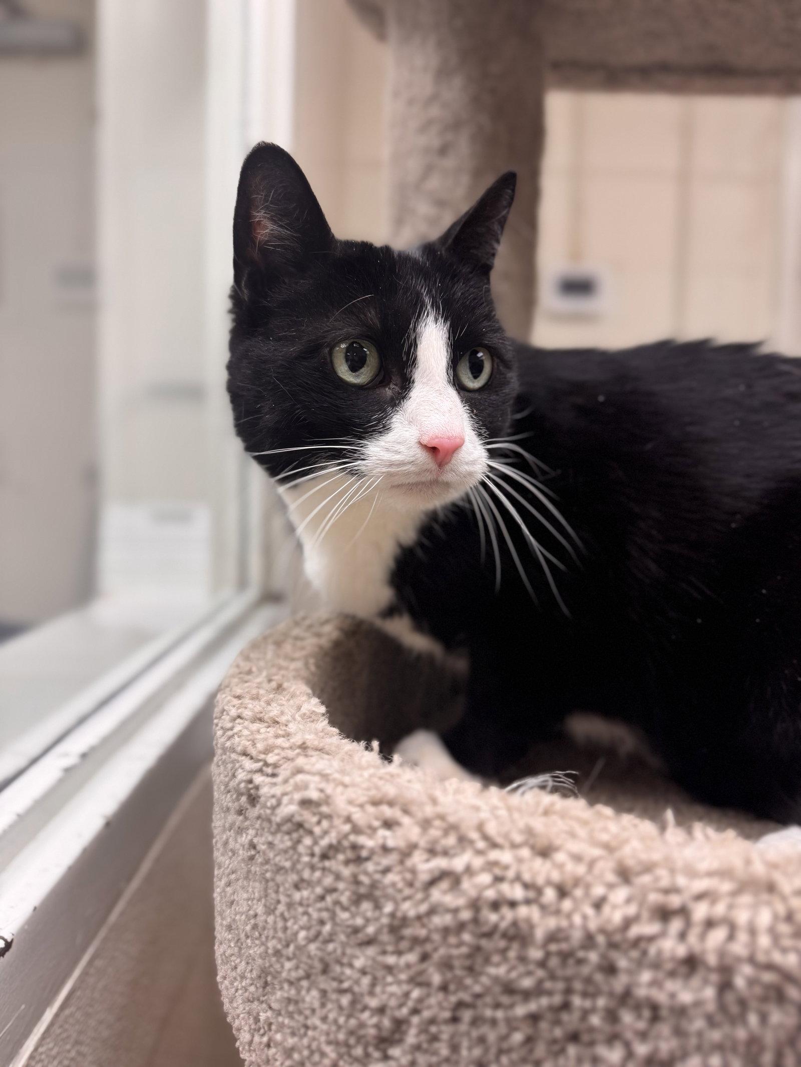 Lincoln, a Adoptable Domestic Short Hair in Brick, NJ image 2/2