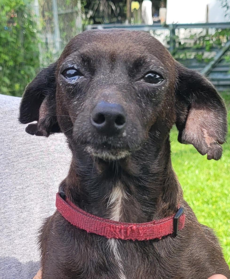 Gigi, Adopted, Young Female Chihuahua.