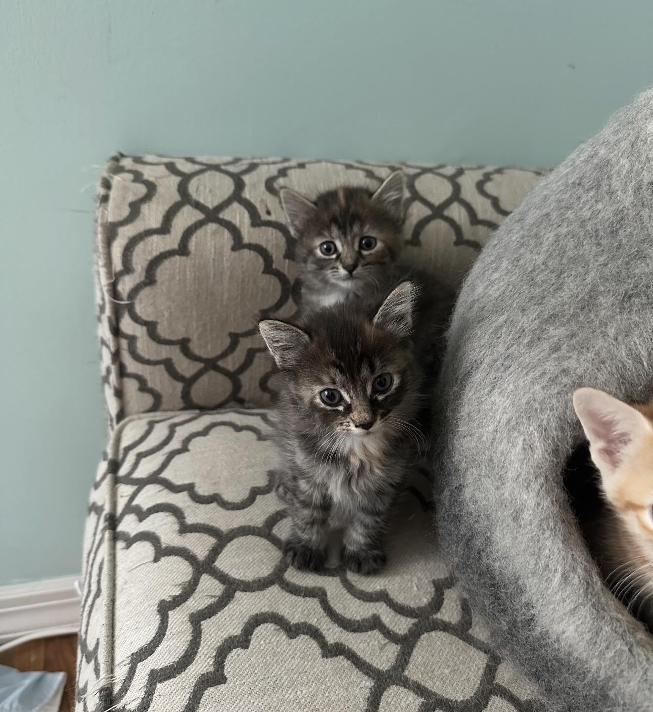 Enlarge Annette and mama Cara Cara , a Adoptable Domestic Medium Hair in Staten Island, NY image 5/6