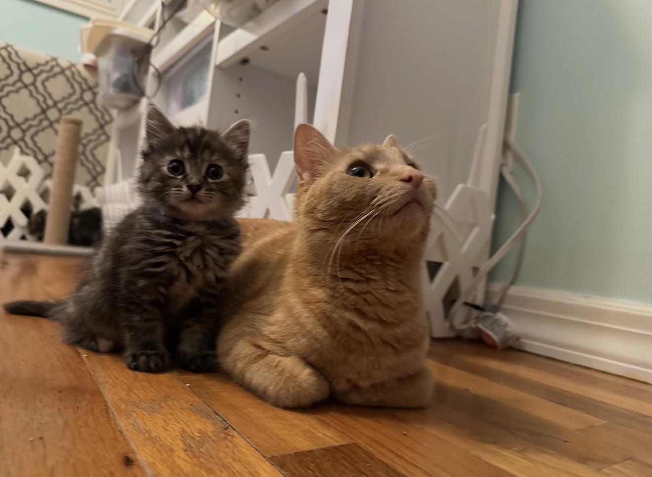 Enlarge Annette and mama Cara Cara , a Adoptable Domestic Medium Hair in Staten Island, NY image 3/6