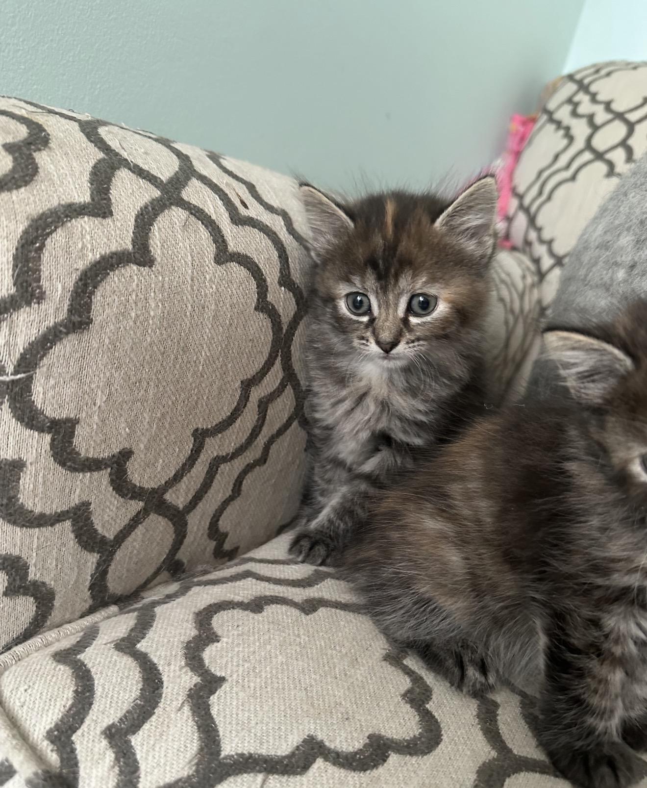 Enlarge Annette and mama Cara Cara , a Adoptable Domestic Medium Hair in Staten Island, NY image 4/6