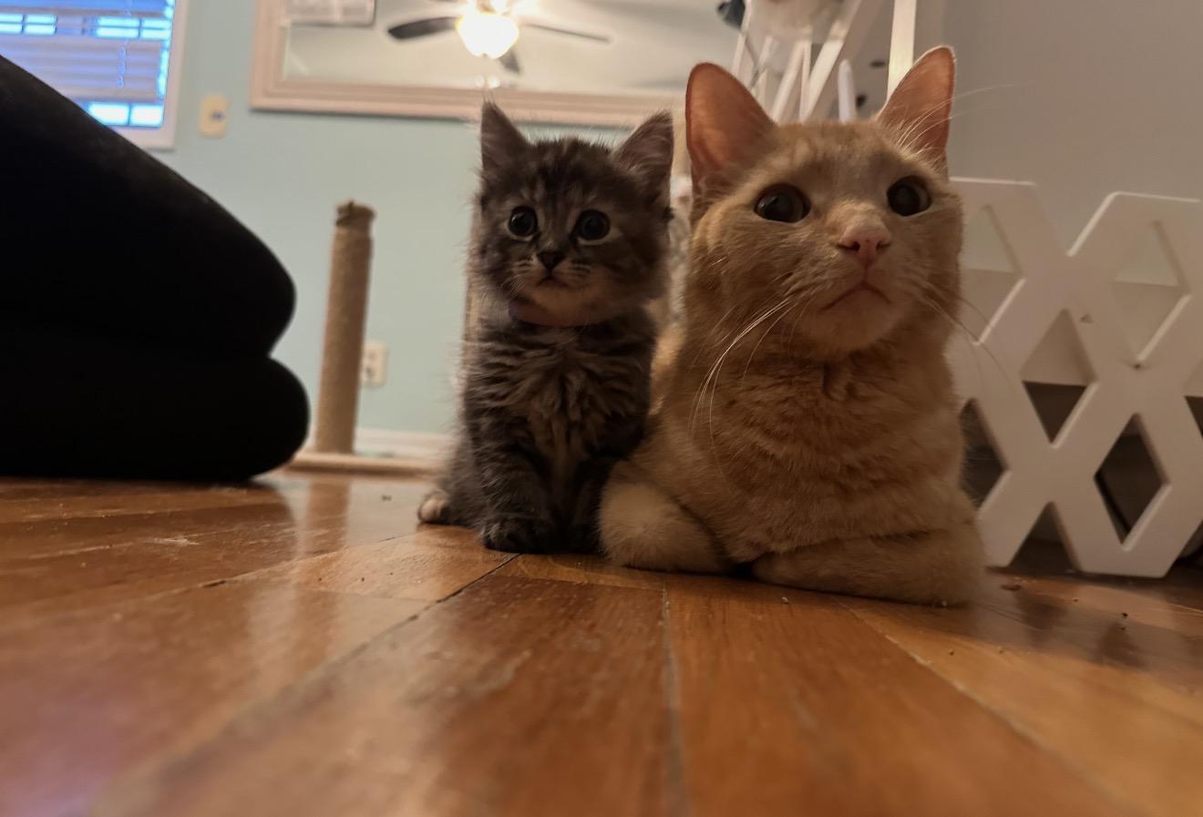 Annette and mama Cara Cara , Adoptable, Kitten Female Domestic Medium Hair.