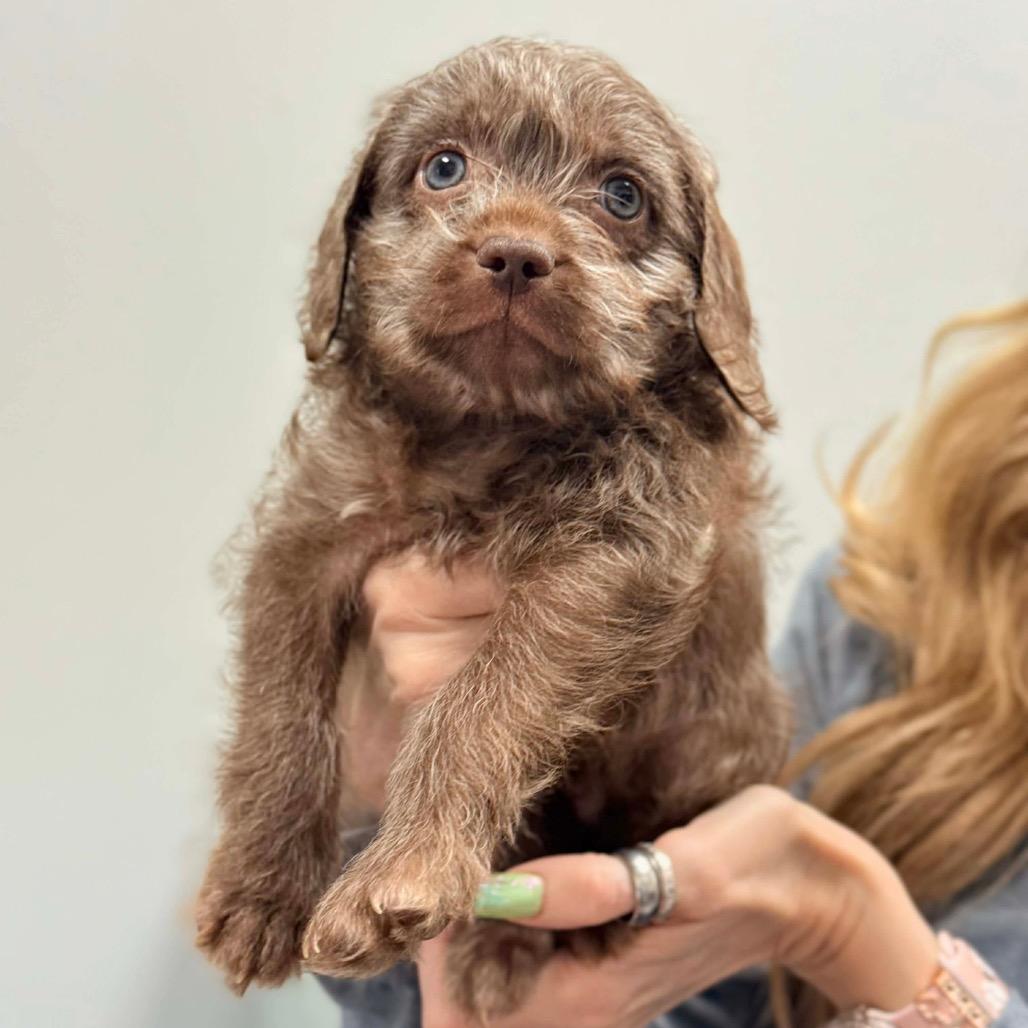 Rico — thumbnail 2