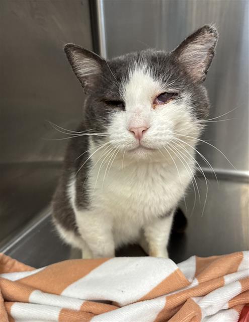 Enlarge TOM, a Adoptable Domestic Short Hair in Rosenberg, TX image 1/1