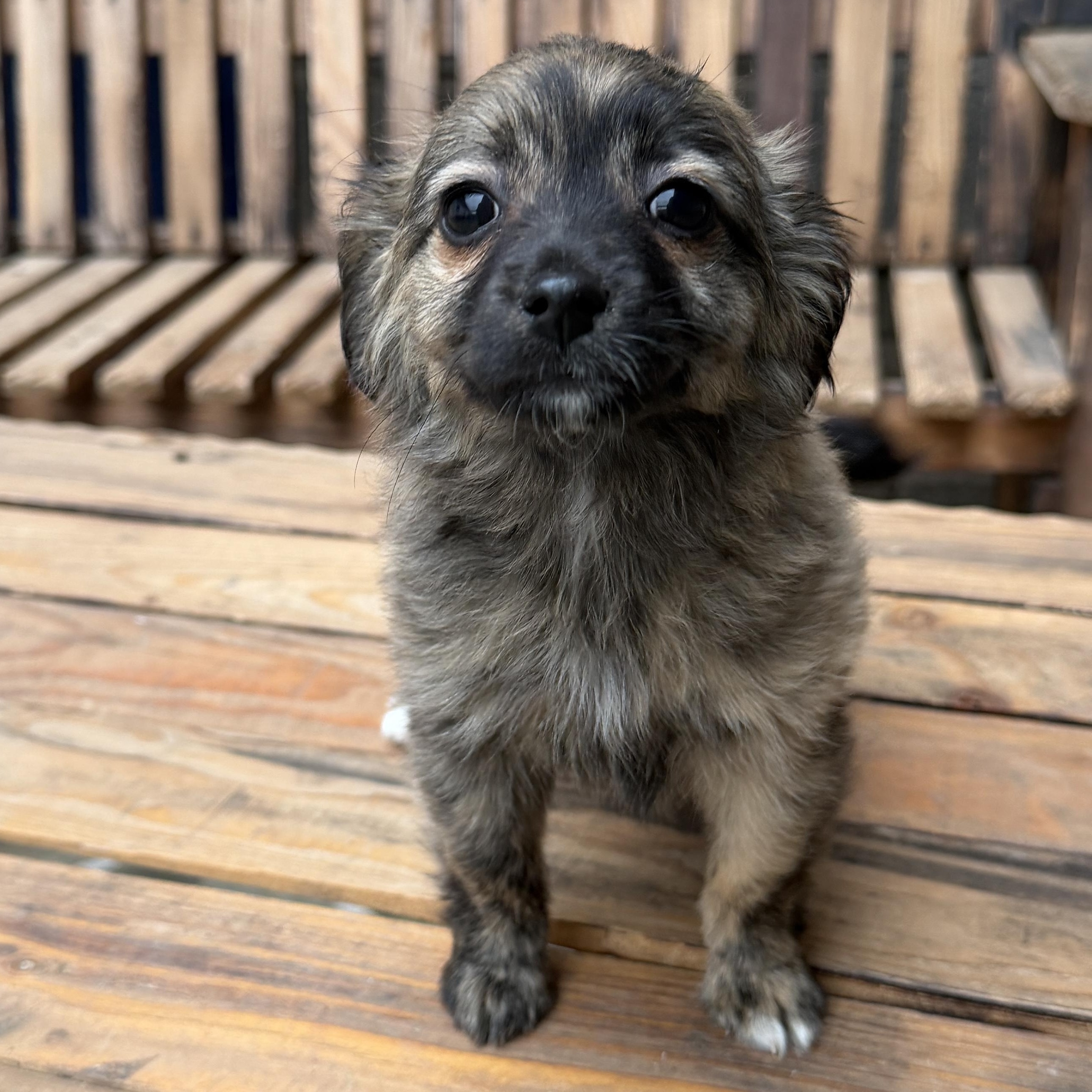 Enlarge Converse, an adopted mixed breed in San Diego, CA image 1/1