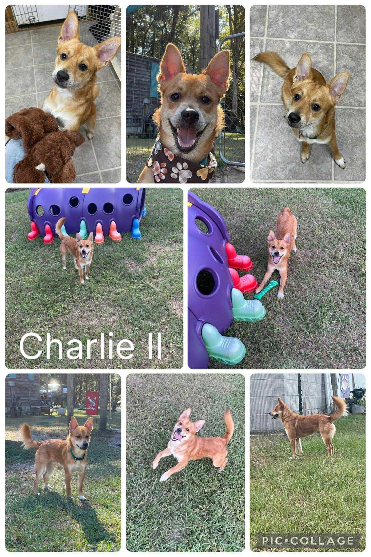 Charlie Ii