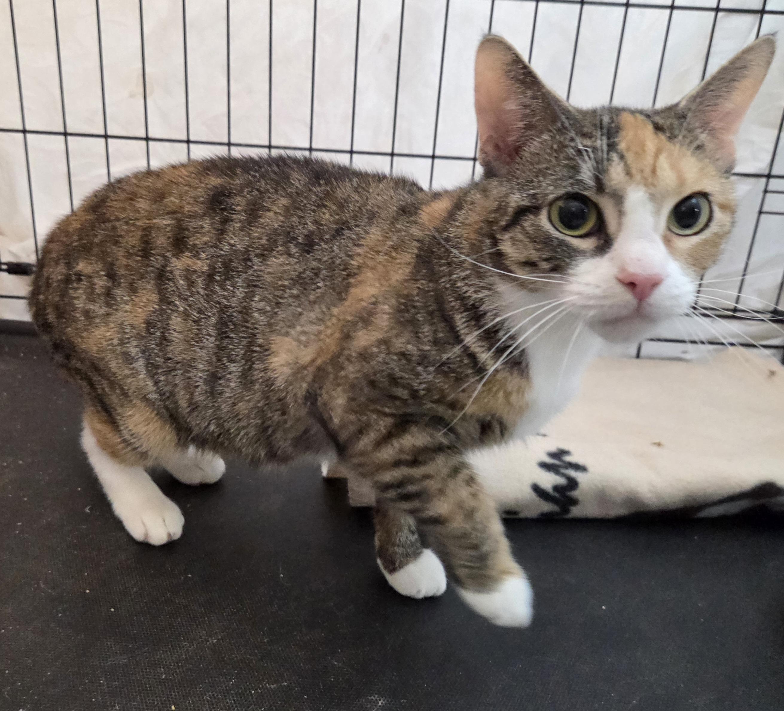 Mimi, ADOPTABLE, Adult Female Domestic Short Hair.