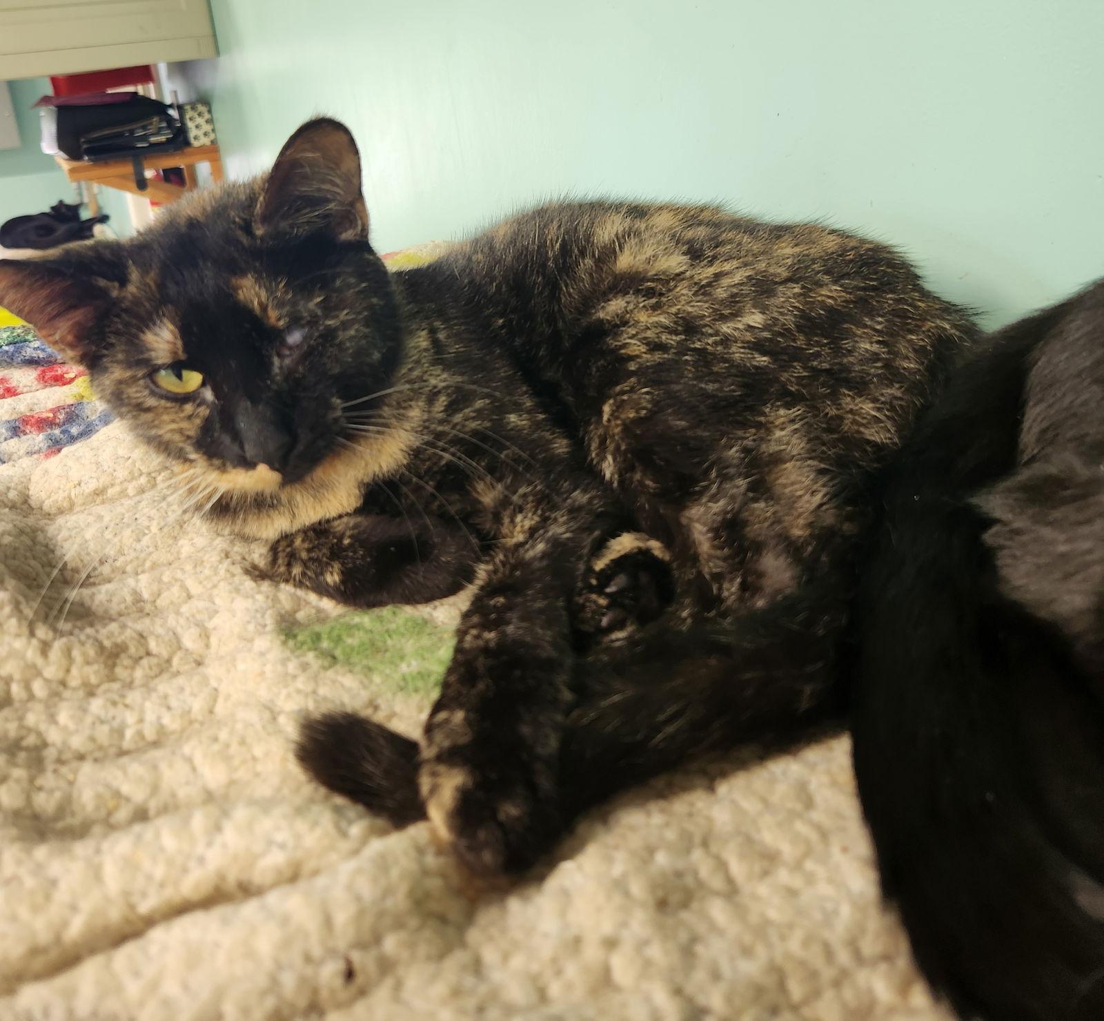 Babs, Adopted, Young Female Domestic Short Hair.