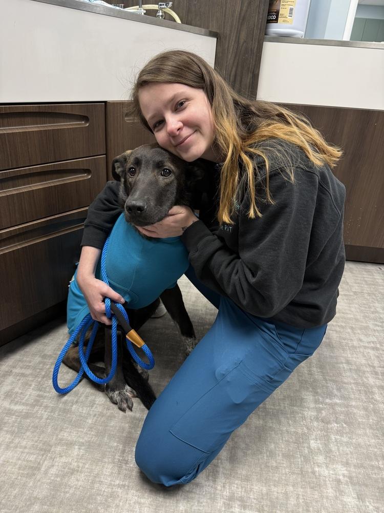 Lionel, Adoptable, Young Male Shepherd.