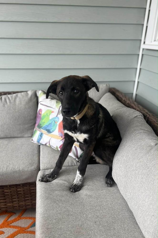 Enlarge Lionel, a Adoptable mixed breed in Willingboro, NJ image 2/6