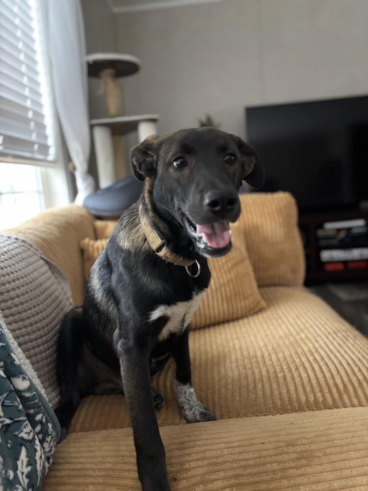 Enlarge Lionel, a Adoptable mixed breed in Willingboro, NJ image 3/6