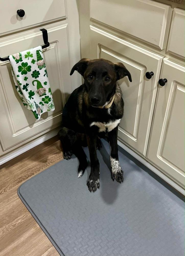 Enlarge Lionel, a Adoptable mixed breed in Willingboro, NJ image 4/6