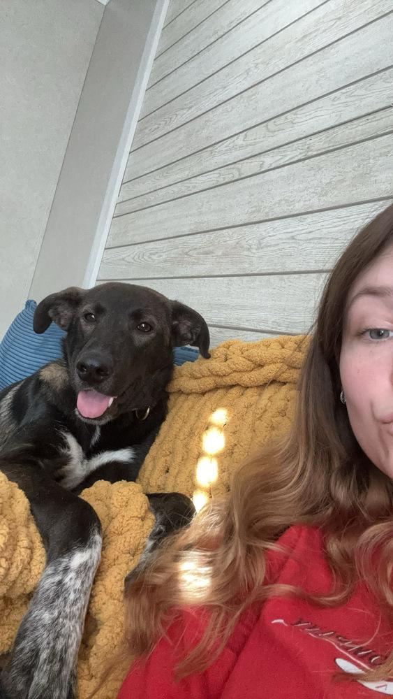 Enlarge Lionel, a Adoptable mixed breed in Willingboro, NJ image 5/6