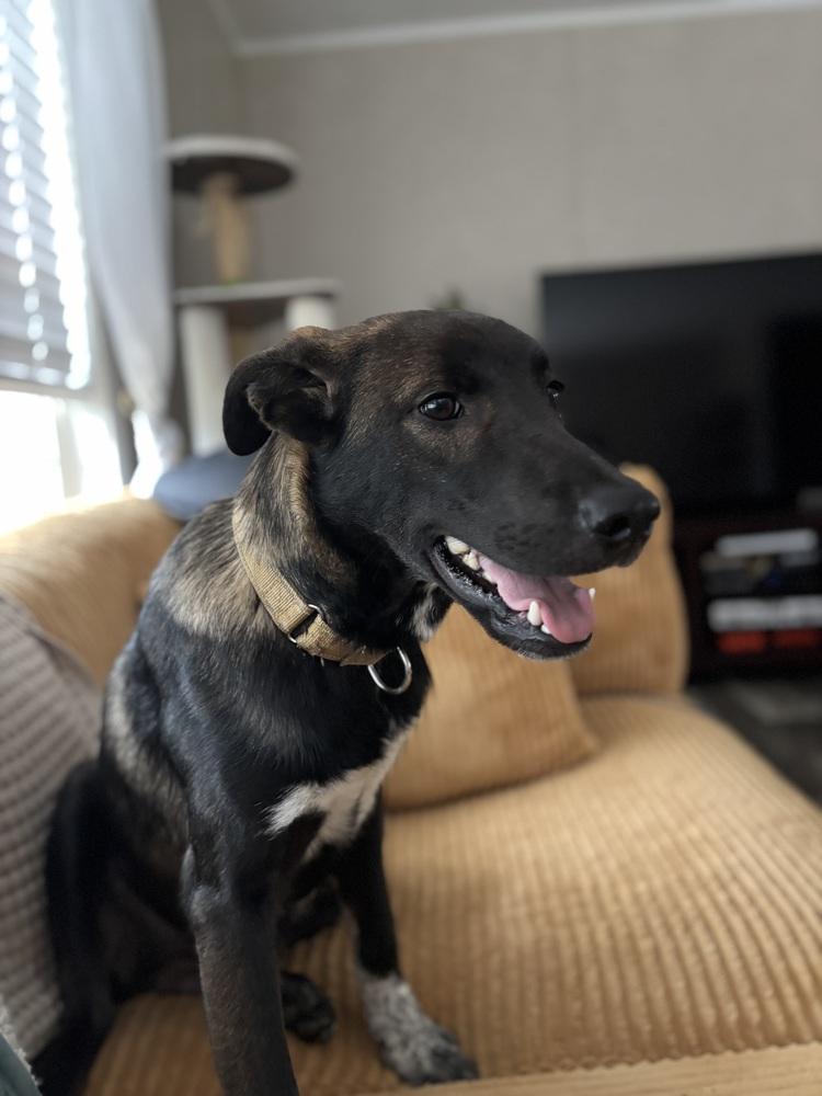 Enlarge Lionel, a Adoptable mixed breed in Willingboro, NJ image 6/6