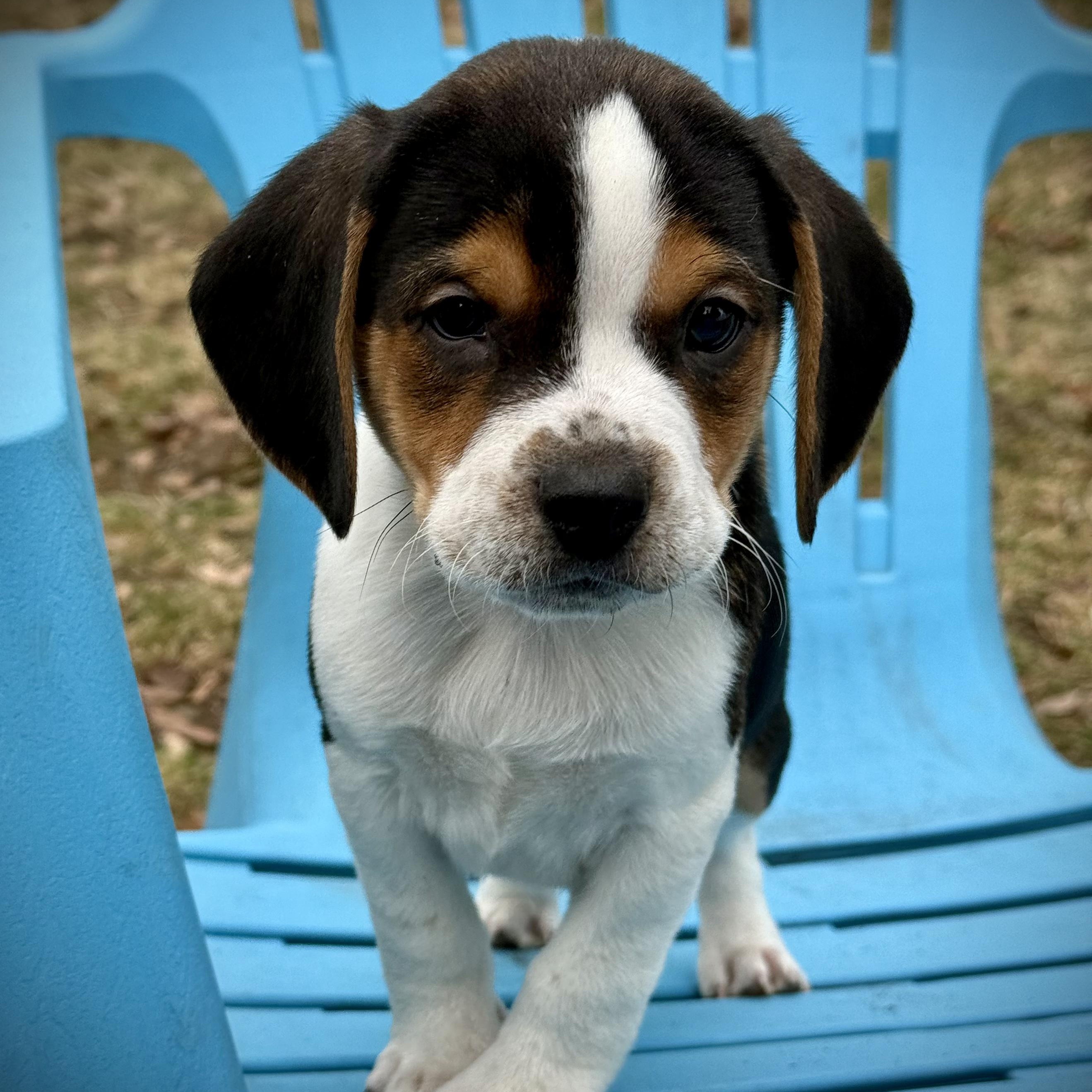 Finn - Local, an adopted mixed breed in Warwick, RI image 5/6