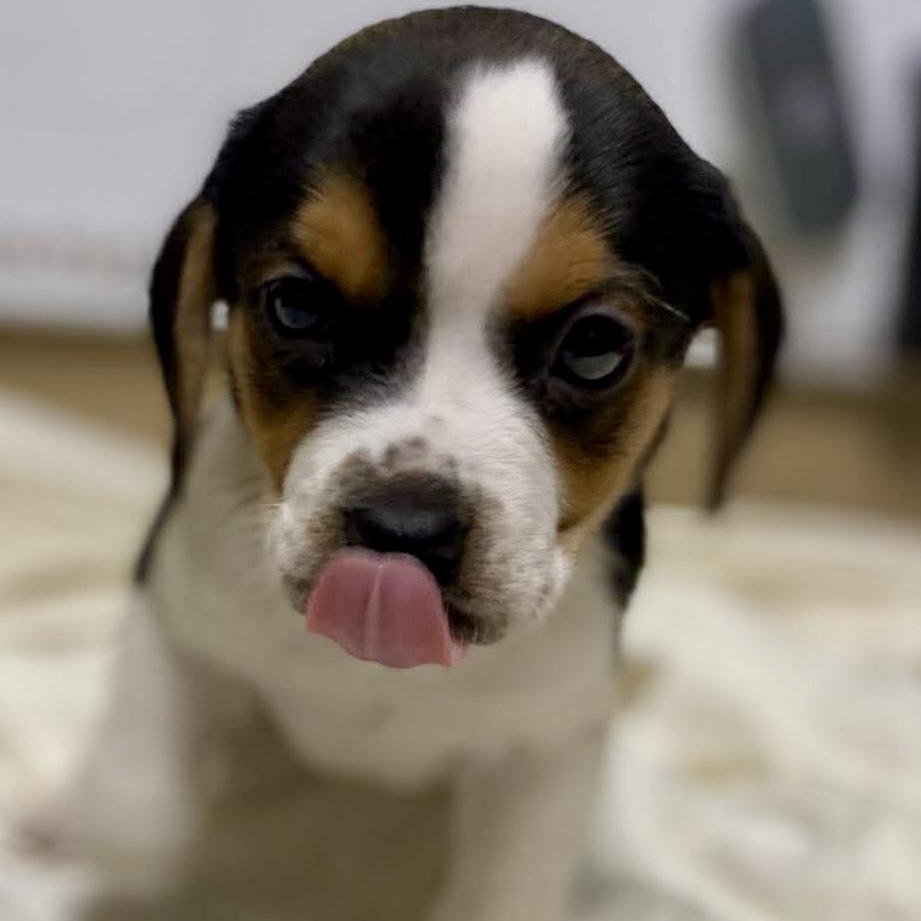 Enlarge TRUTH, a ADOPTABLE mixed breed in Warwick, RI image 2/2