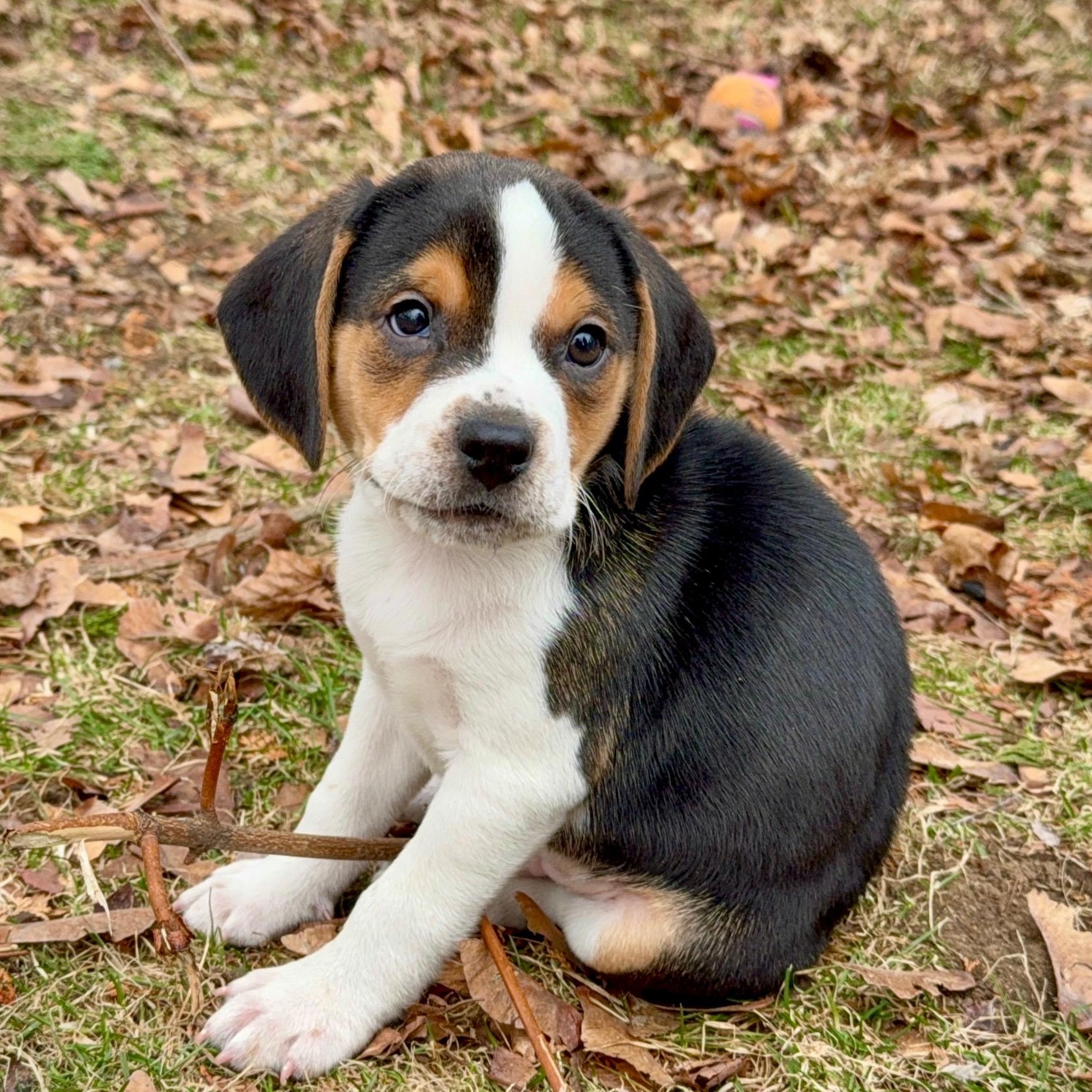 Finn - Local, an adopted mixed breed in Warwick, RI image 2/6
