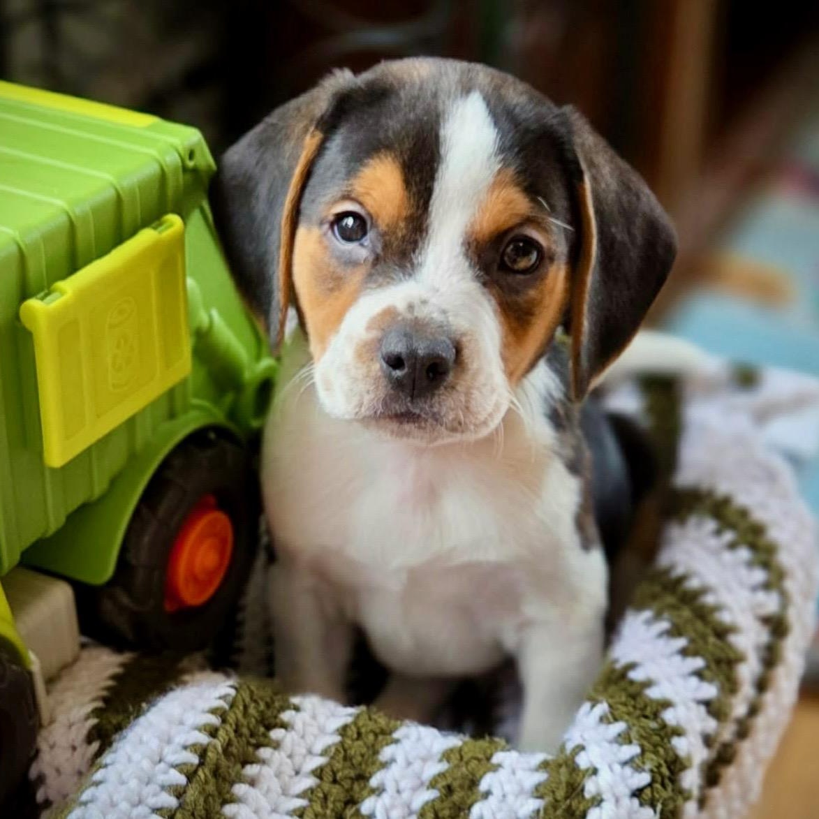 Finn - Local, an adopted mixed breed in Warwick, RI image 1/6