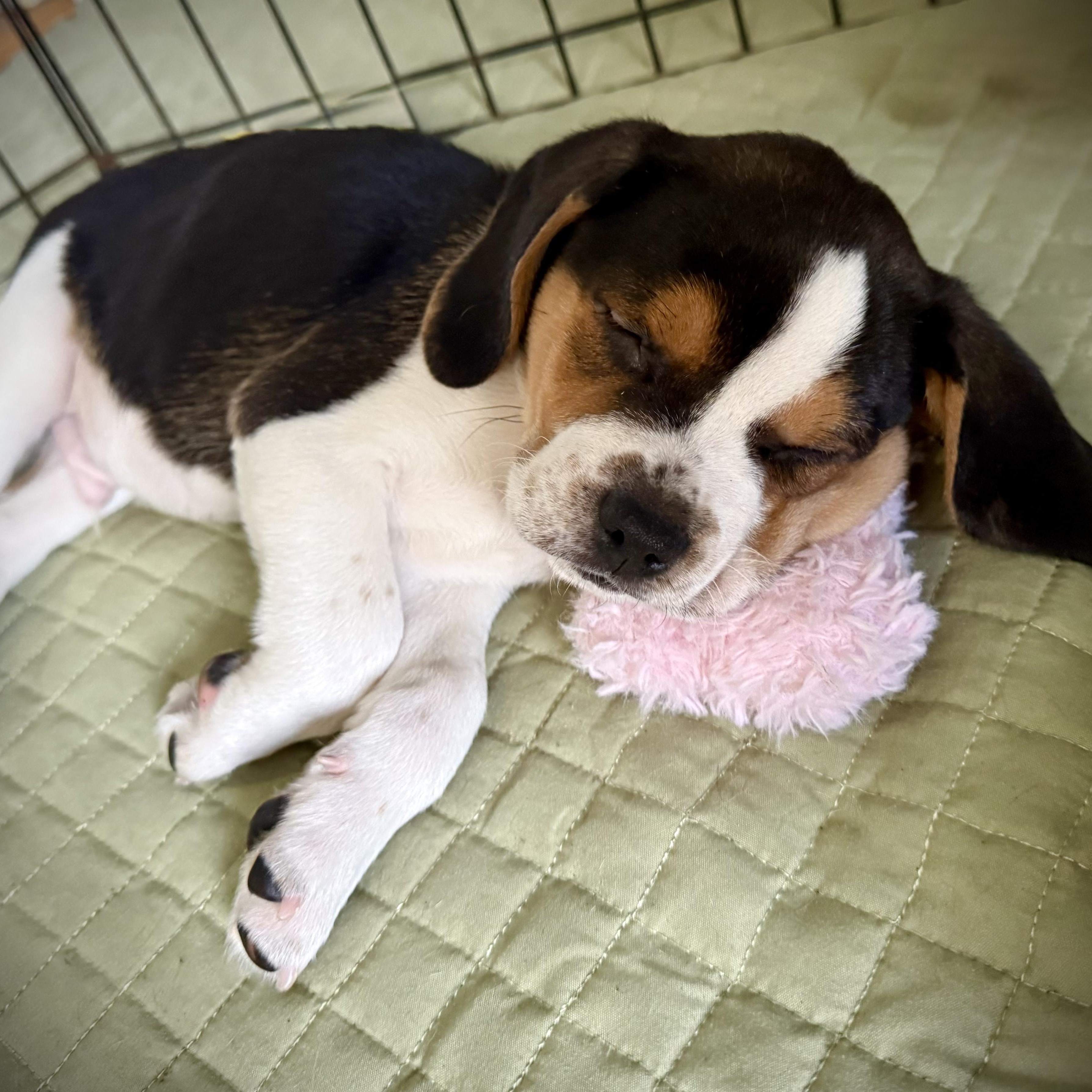 Finn - Local, an adopted mixed breed in Warwick, RI image 3/6