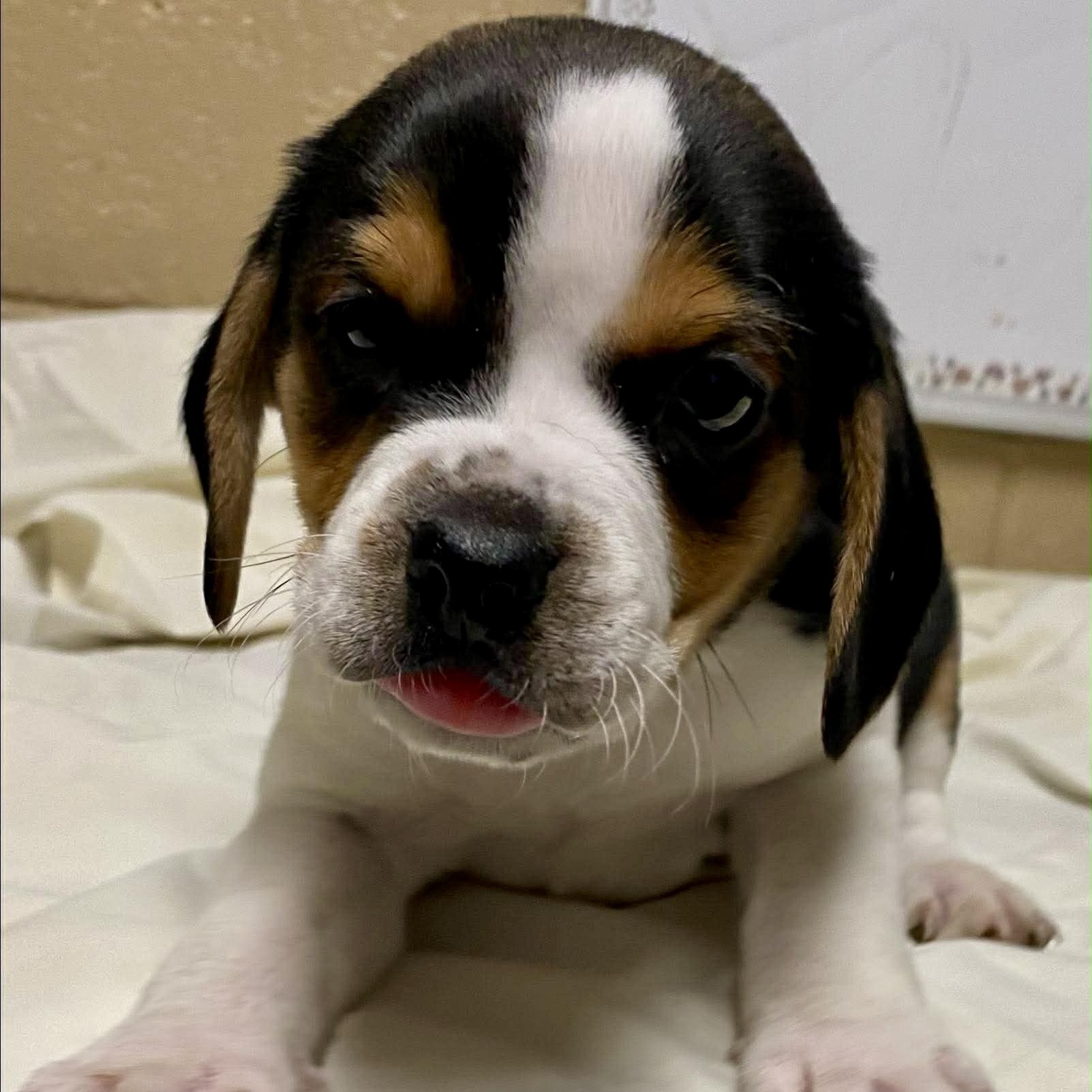 Enlarge TRUTH, a ADOPTABLE mixed breed in Warwick, RI image 1/2