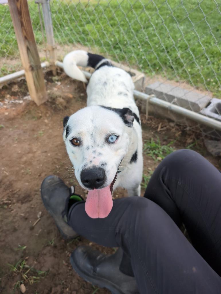Lucinda, Adoptable, Young Female Collie & Mixed Breed.