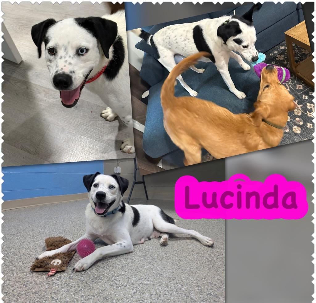 Lucinda, a Adoptable mixed breed in Blountville, TN image 2/2