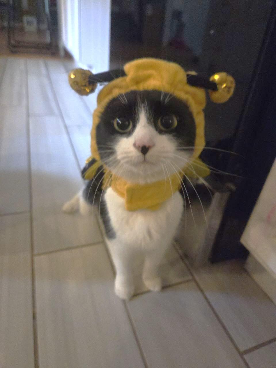 Potato Salad, a Adoptable Domestic Short Hair in Royal Oak, MI image 1/6