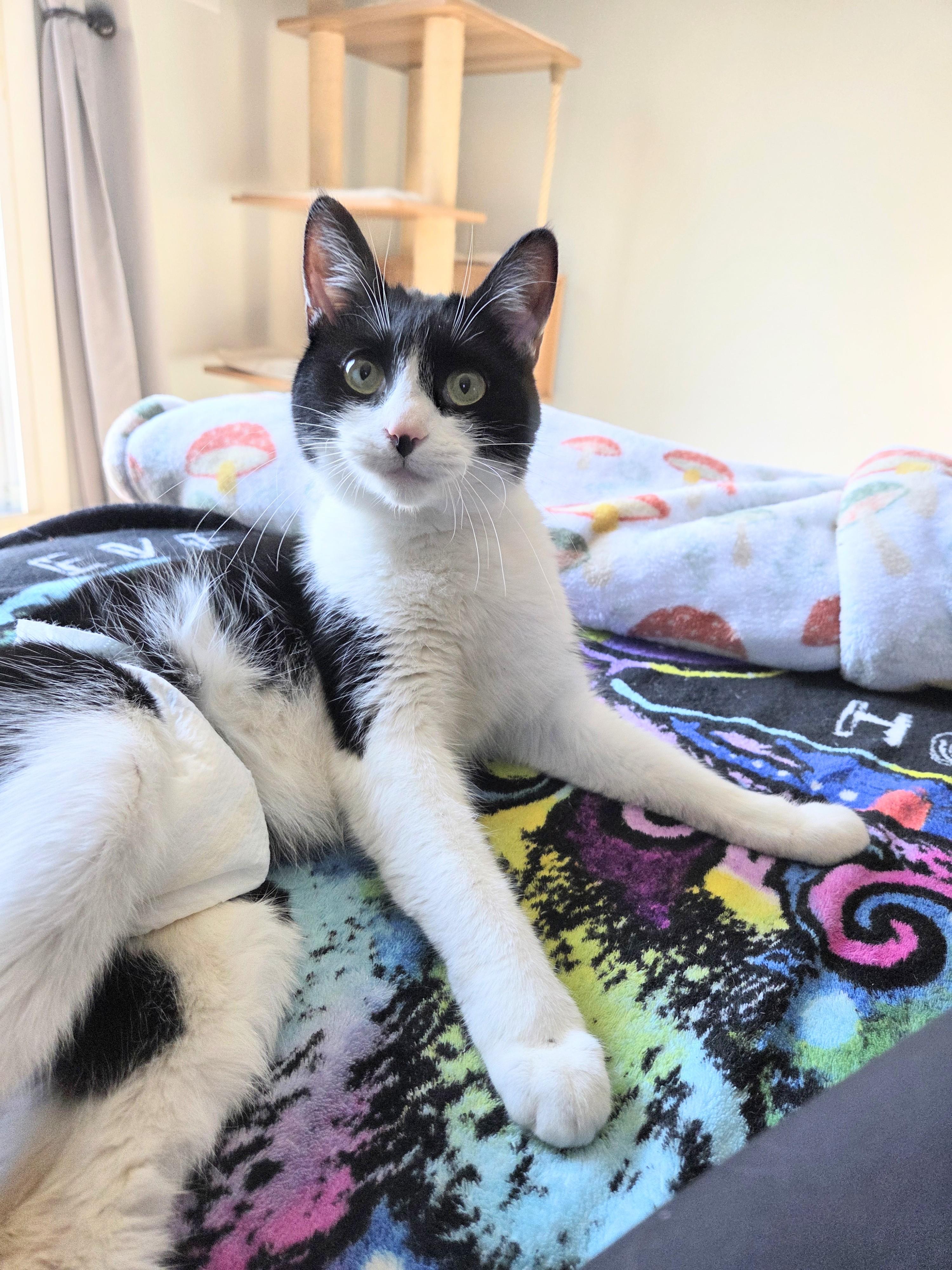 Potato Salad, a Adoptable Domestic Short Hair in Royal Oak, MI image 2/6