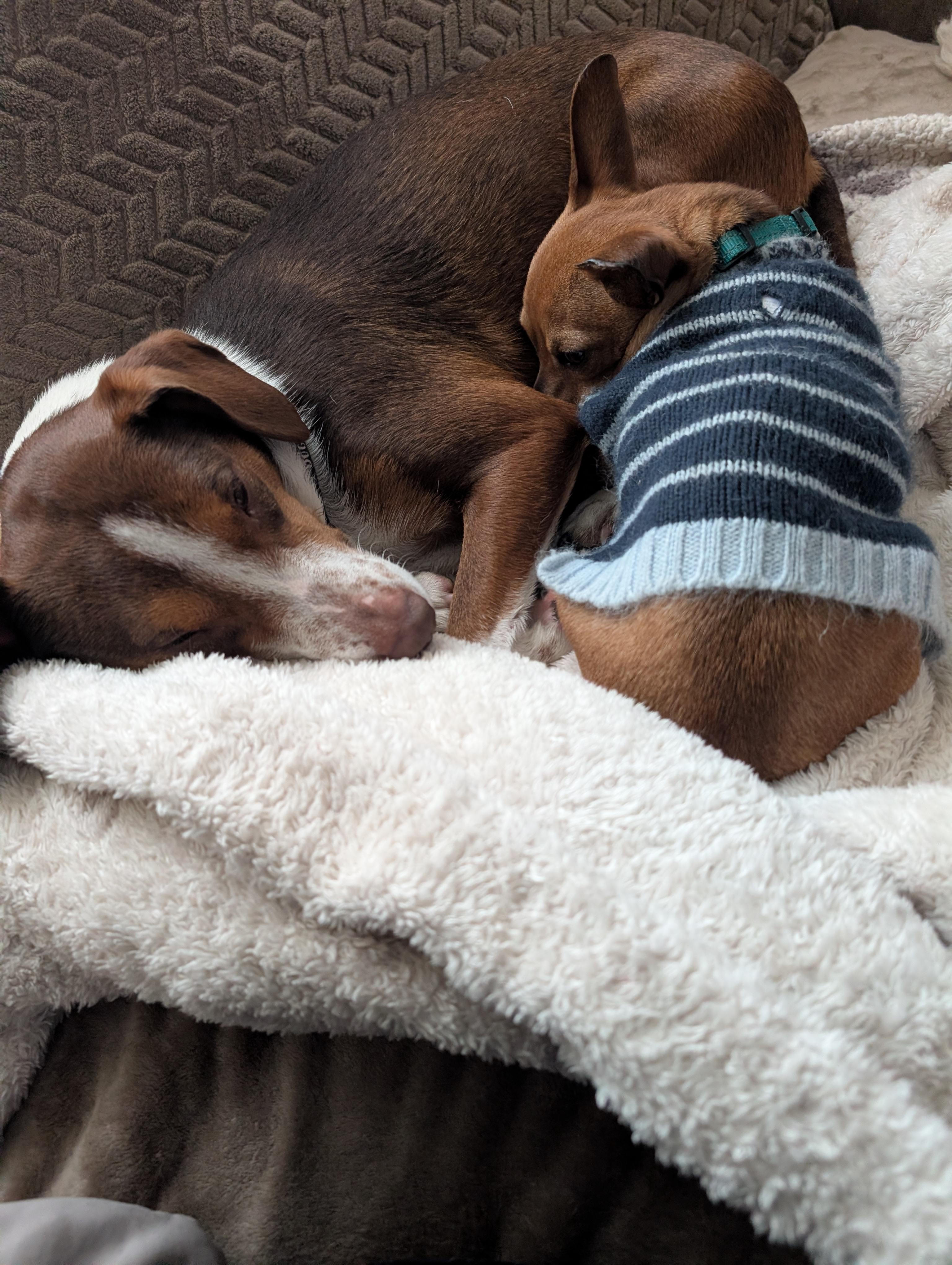 Enlarge Bean, a Adoptable Chiweenie in Homer Glen, IL image 3/6